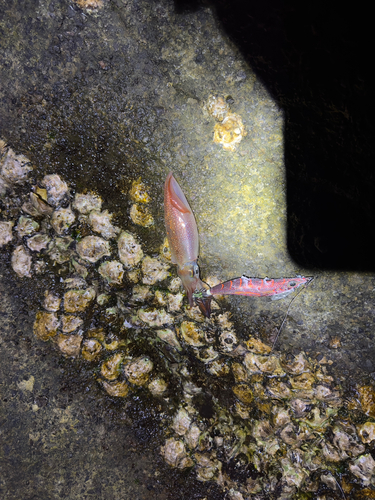 ケンサキイカの釣果