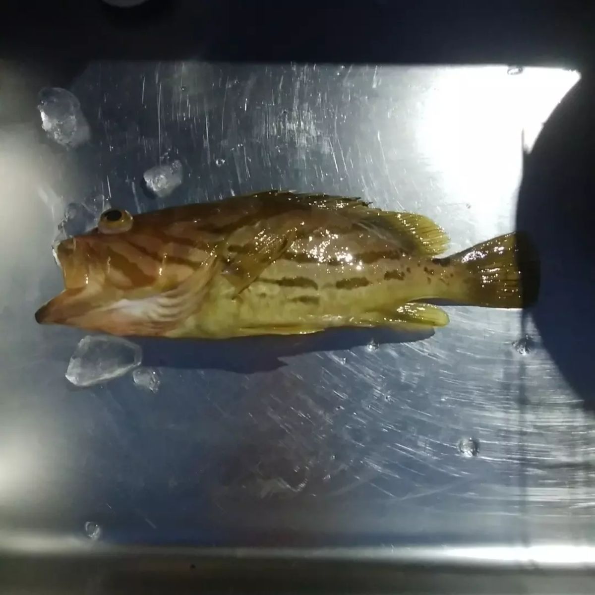 oceaninpact_yukawaさんの釣果 1枚目の画像