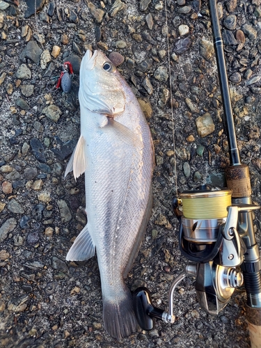 オオニベの釣果