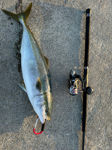 ワラサの釣果