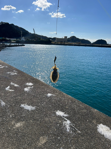 コウイカの釣果