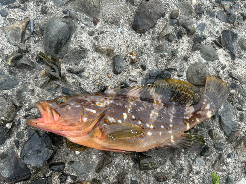 アコウの釣果