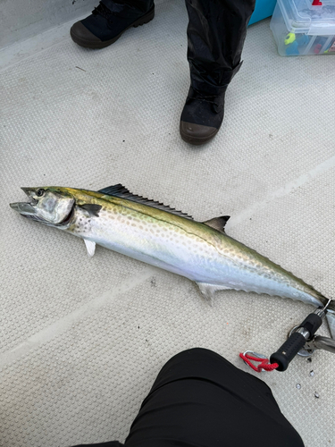 サワラの釣果