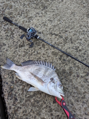 クロダイの釣果