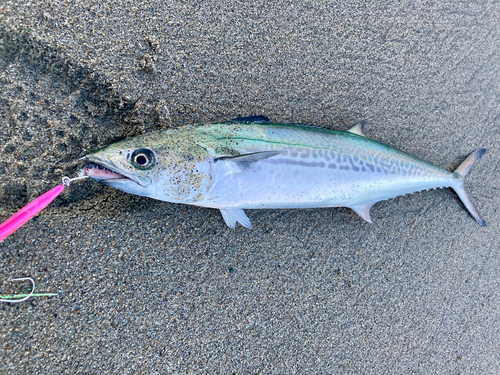 サゴシの釣果