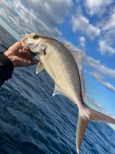 ショゴの釣果