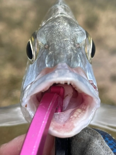 ミナミクロダイの釣果