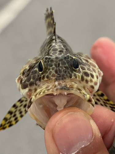 カンモンハタの釣果