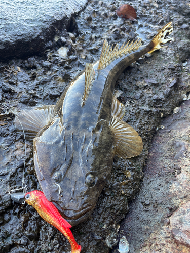 マゴチの釣果