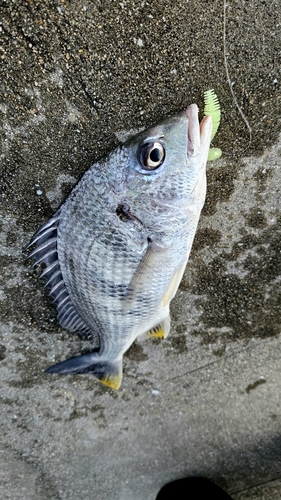 チヌの釣果