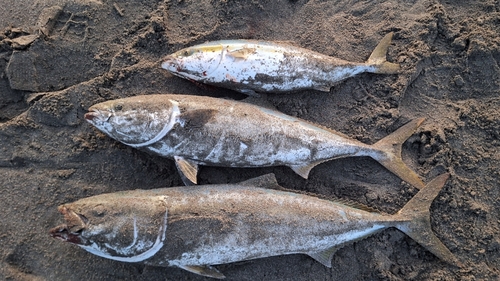 ワラサの釣果