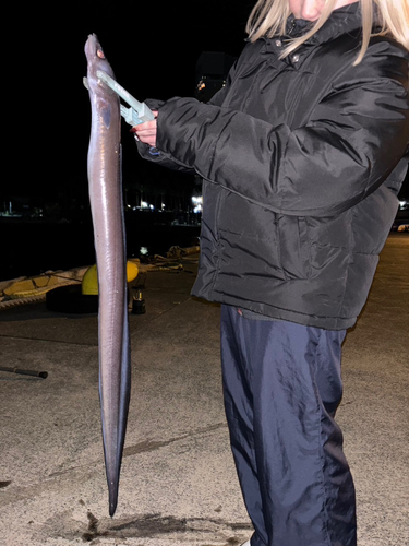 クロアナゴの釣果