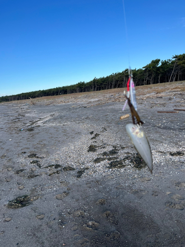 シタビラメの釣果