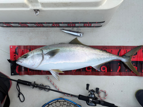 ブリの釣果