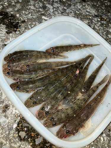 マハゼの釣果