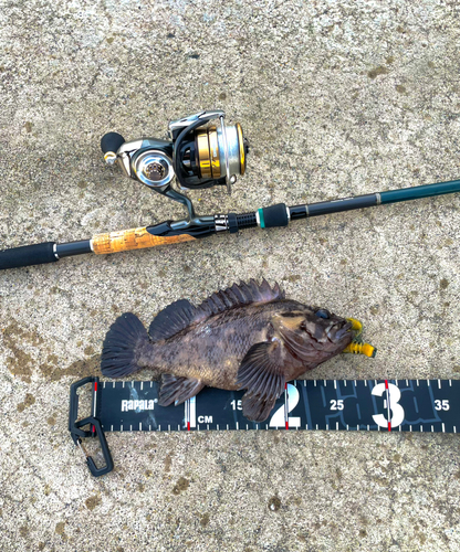 オウゴンムラソイの釣果