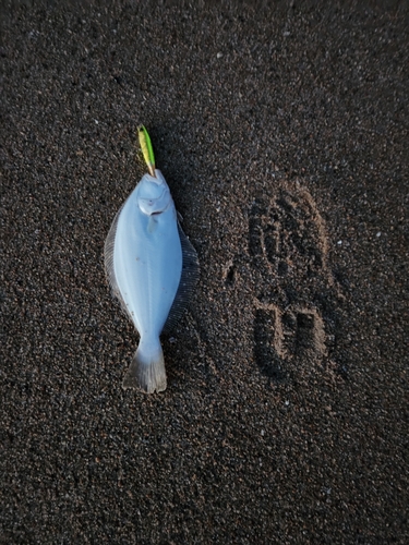 ソゲの釣果