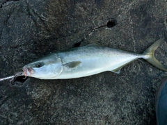 イナダの釣果