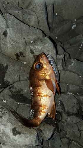 アカメバルの釣果