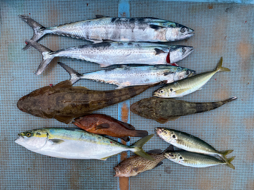 マゴチの釣果