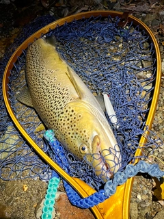 ブラウントラウトの釣果