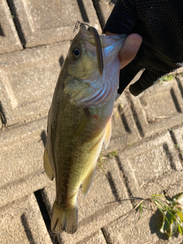 ラージマウスバスの釣果