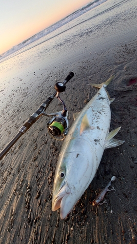 ブリの釣果