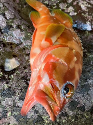 アカハタの釣果