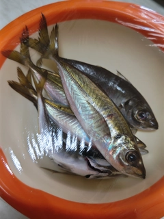 アジの釣果