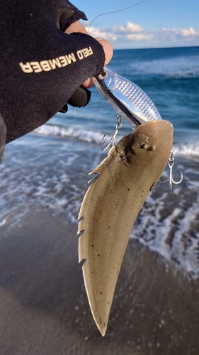 シタビラメの釣果