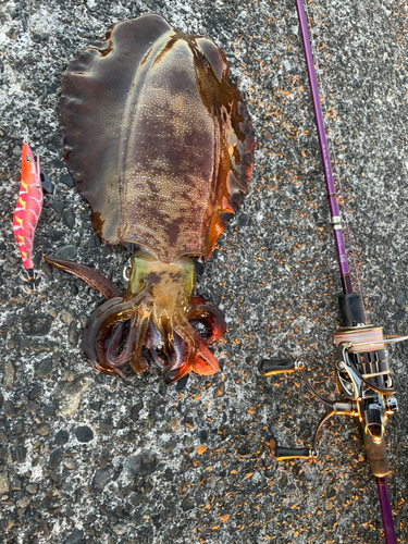 アオリイカの釣果