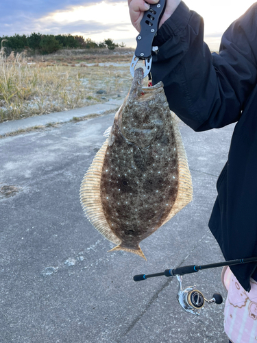 ヒラメの釣果