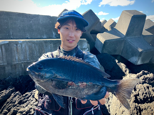 グレの釣果