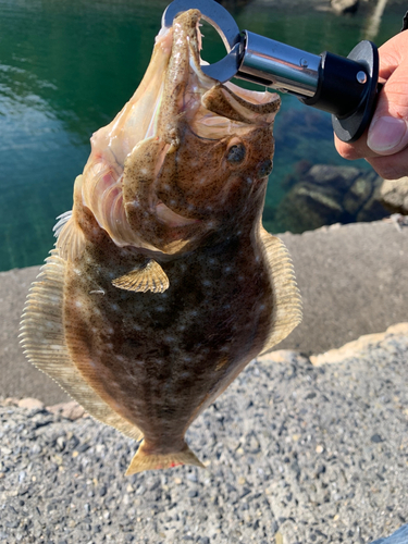 ヒラメの釣果