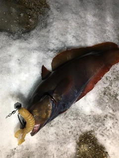 エゾイソアイナメの釣果