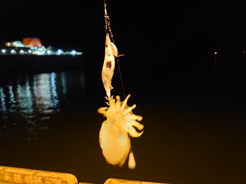 シリヤケイカの釣果