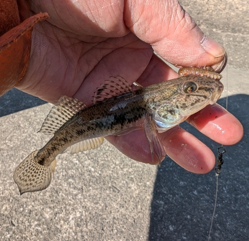 マハゼの釣果