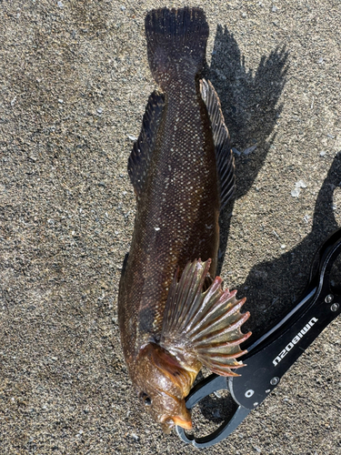 アイナメの釣果