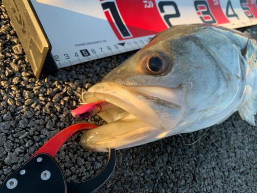 シーバスの釣果