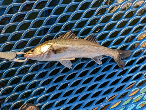 オリジナルメーカー海釣り公園