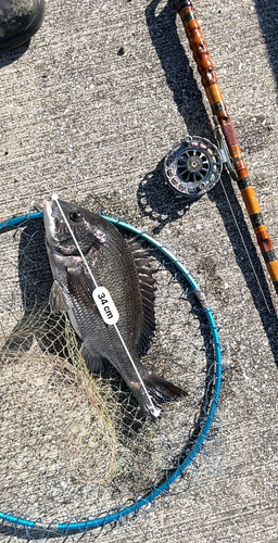 クロダイの釣果