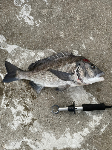 チヌの釣果