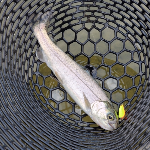 ニジマスの釣果