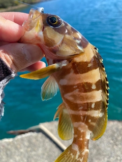 アカハタの釣果