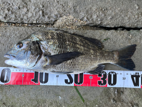 クロダイの釣果