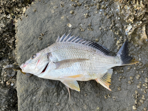 キビレの釣果