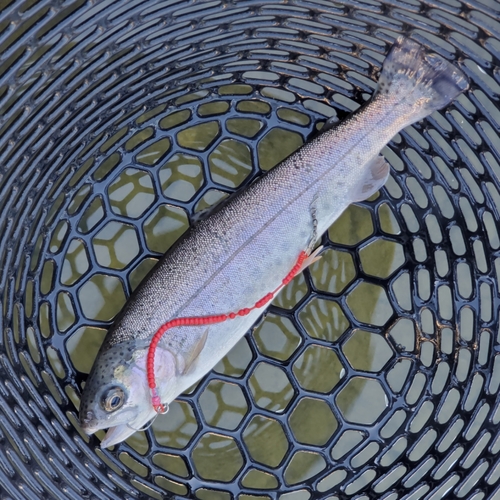 ニジマスの釣果