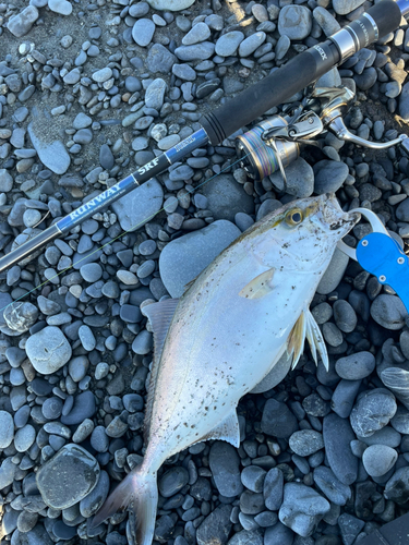 ショゴの釣果