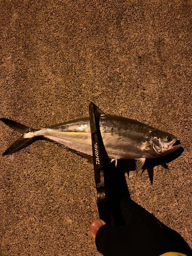 イケカツオの釣果