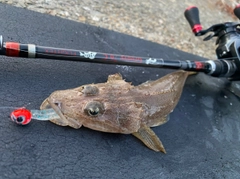 マゴチの釣果